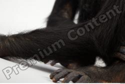 Chimpanzee - Pan troglodytes